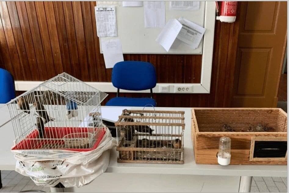 apreensão de pintassilgos