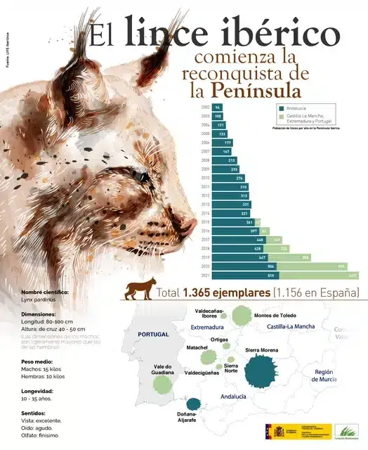 20220625 01 lince iberico