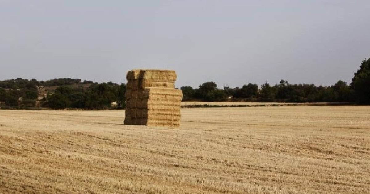 Campo com fardos de palha empilhados.