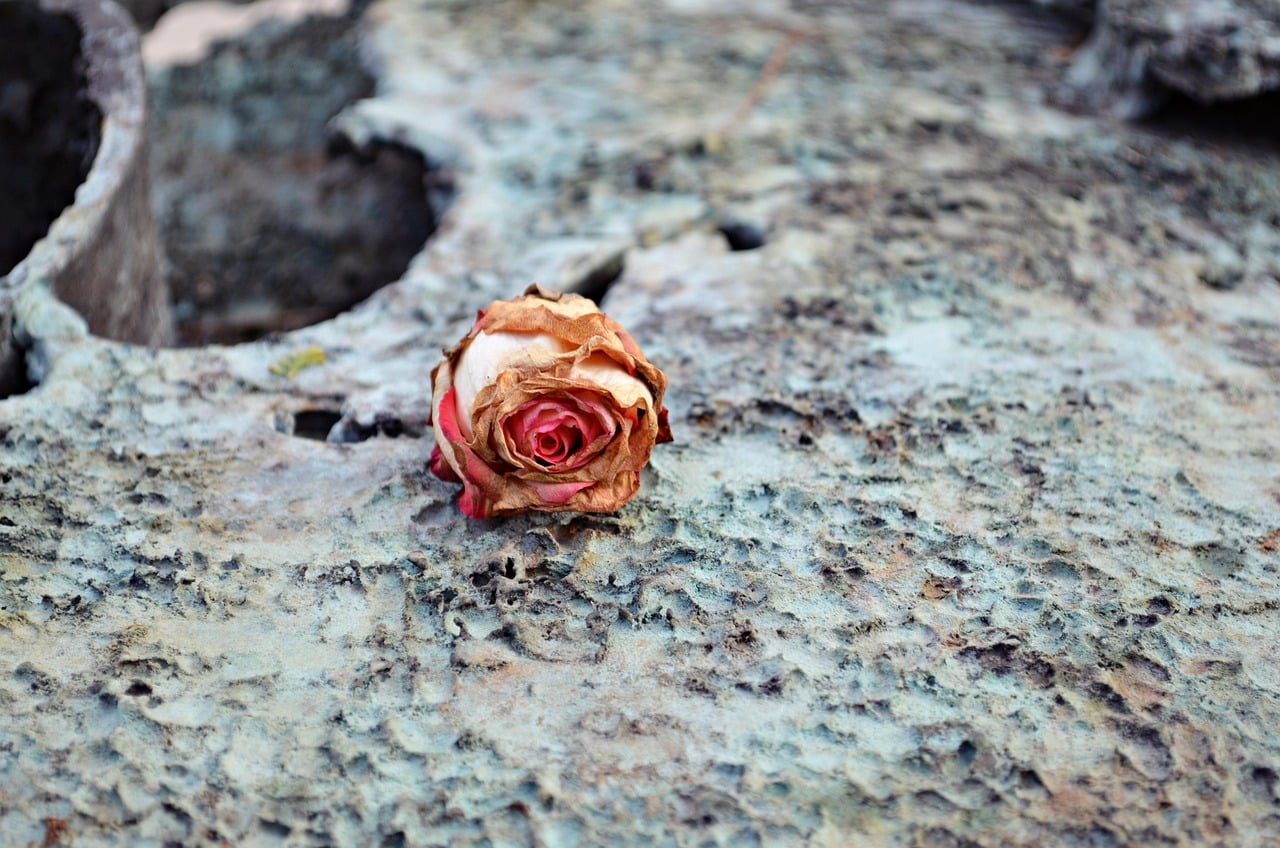 cemetery, dried rose, dried flower, tomb, withered rose, goodbye, farewell, pain, sadness-7718828.jpg