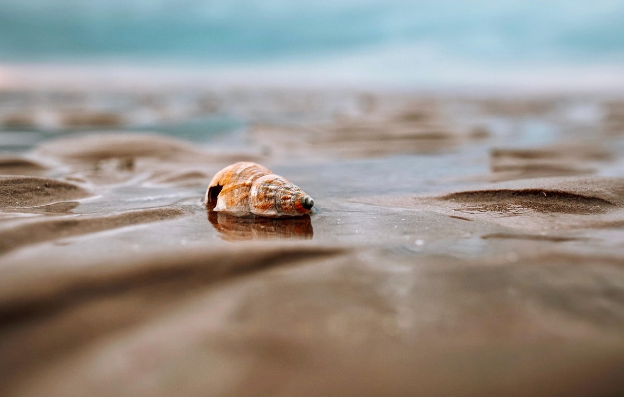 shell, sand, beach, seashell, seaside, coast, shore, seashore, nature, closeup, blue, golden, sea, wet, reflection-6343027.jpg