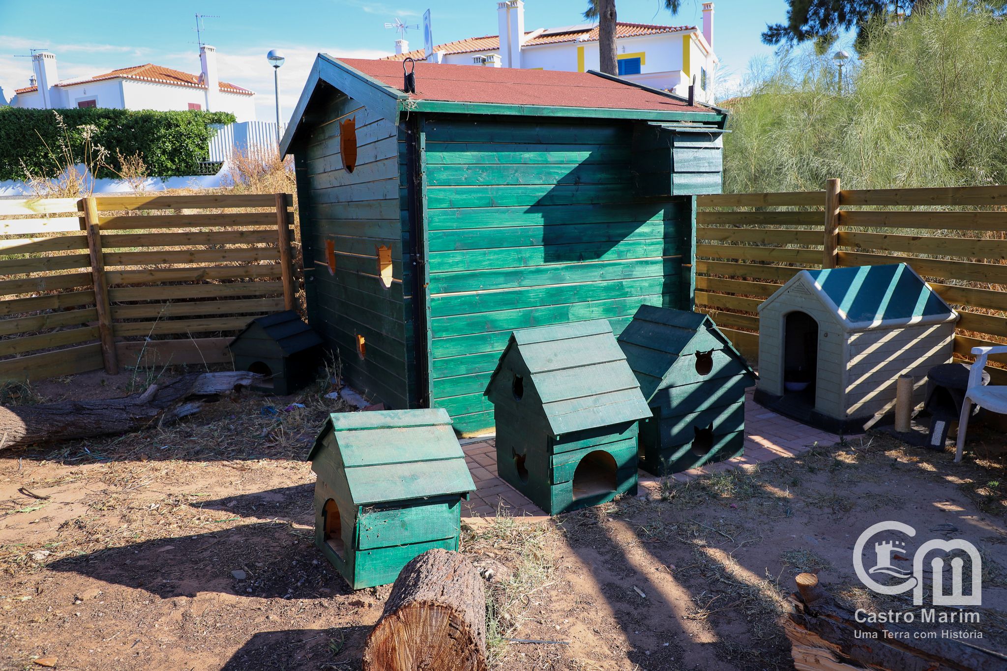 CMCM - Colónia de gatos em Altura