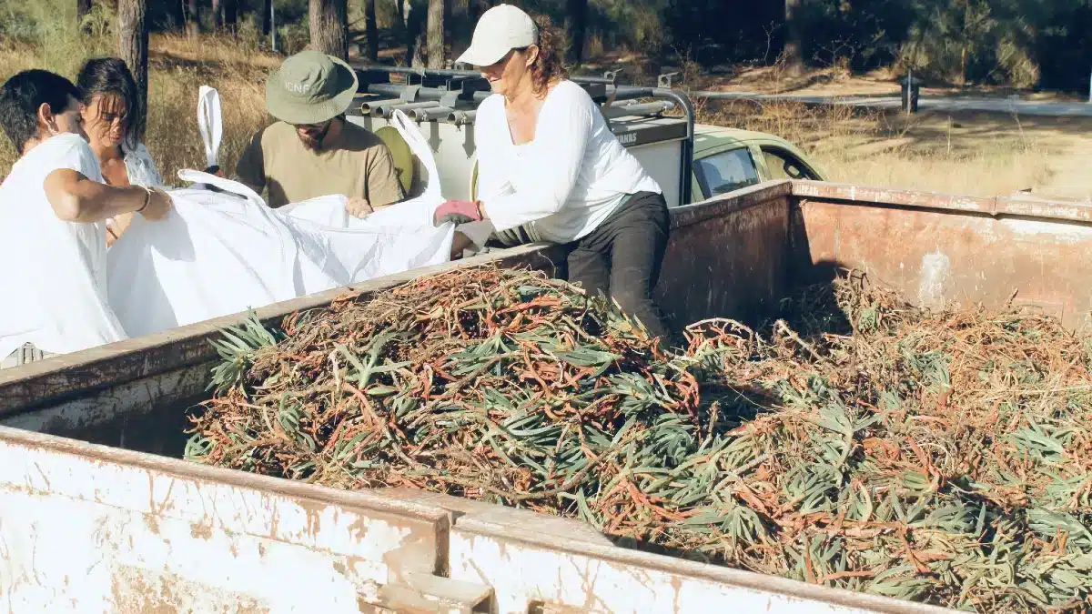chorão das Praias - ICNF