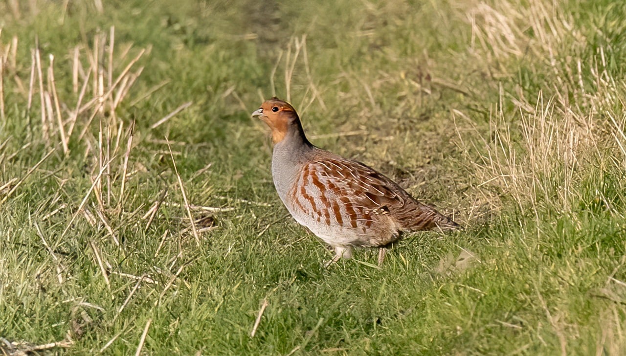 partridge, bird, meadow, grey partridge, animal, wildlife, plumage, beak, birdwatching, grass, nature, partridge, partridge, partridge, partridge, partridge, grey partridge, grey partridge, grey partridge-6986168.jpg