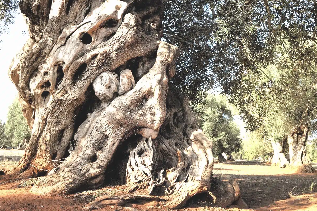zambujeiros e oliveiras