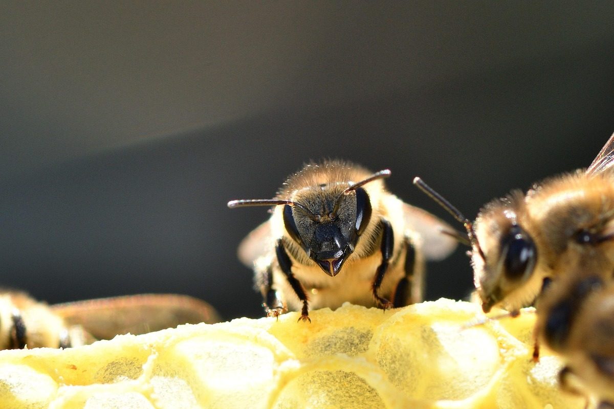 european honey bees, honeycomb, beehive, bees, apiary, insects, beekeeping, nature, animals, apis mellifera, western honey bees, macro, close up, carniolan honey bee-7320819.jpg